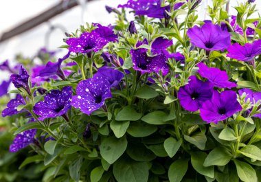 Beyaz-menekşe yapraklı orijinal bir sürfinya çiçekleri..