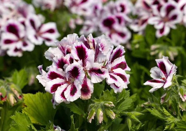 白紫色の花弁を持つ原色のサルフィニアの花 — ストック写真