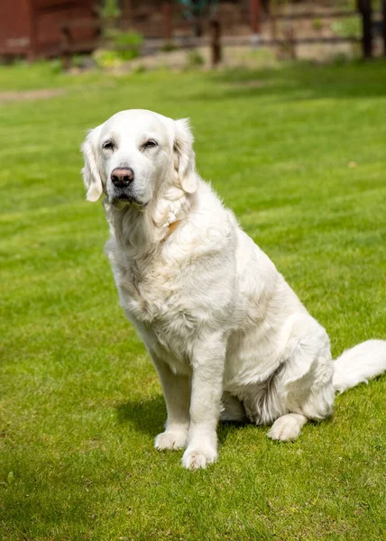 Hermoso Golden Retriever Sobre Hierba Verde Jardín —  Fotos de Stock