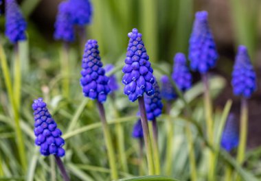 Üzüm Sümlü Muscari Ermenistan Baharın Başında Çiçek Açar. 