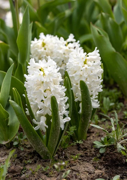 Weiße Hyazinthen Beet Zeitigen Frühling — Stockfoto