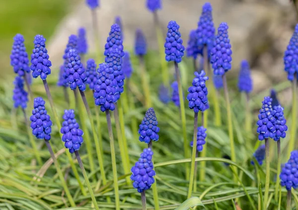 Hiacynt Winogronowy Muscari Ormianiacum Kwitnie Wczesną Wiosną — Zdjęcie stockowe