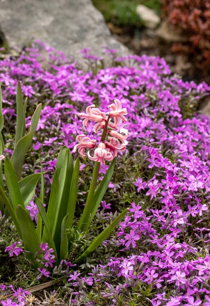 Blommande Hisacinter Bland Lila Aubrieta Deltoidea Blommor Sommarträdgården — Stockfoto