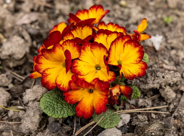 Orange and yellow English Primrose - Latin name - Primula Polyanthus hybrids