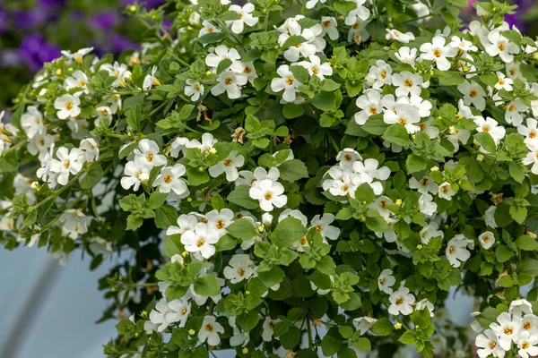 Calibrachoa Fiore Campana Vaso Fiori Stagionali — Foto Stock