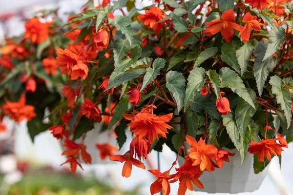 Nahaufnahme Der Begonia Illumination Orangefarbene Blüten — Stockfoto