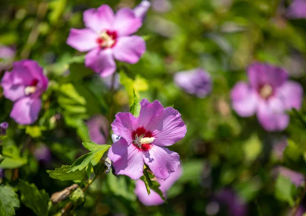 Close Hibiscus Syriacus Flor Roxa — Fotografia de Stock