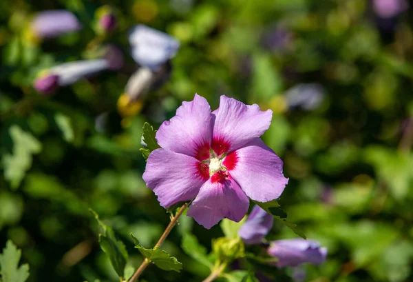 Sluiten Van Hibiscus Syriacus Paarse Bloem — Stockfoto