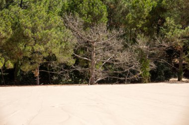 Avrupa 'nın en uzun kum tepesi olan Pilat Kumulu' nun kenarındaki ağaçların erozyonu. La Teste-de-Buch, Arcachon Körfezi, Aquitaine, Fransa 