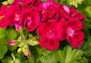 Pelargonium çiçekleri genellikle sardunya, pelargonyum ya da leylek gagası olarak bilinir ve bahçedeki bir tencerede taze yeşil yapraklar