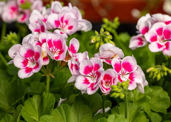 Pelargonium Flores Comumente Conhecidas Como Gerânios Pelargoniums Cegonhas Folhas Verdes — Fotografia de Stock