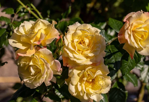 Gelbe Rosen Zweig Garten — Stockfoto