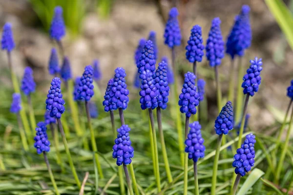 Hiacynt Winogronowy Muscari Ormianiacum Kwitnie Wczesną Wiosną — Zdjęcie stockowe