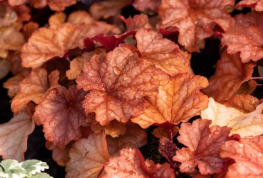 heuchera plants as very nice natural background clipart