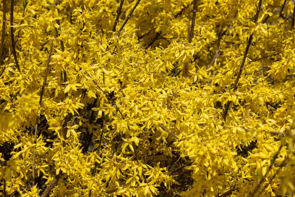 Forsythia Europaea Bush Yellow Flowers Blooming Early Spring — Stock Photo, Image