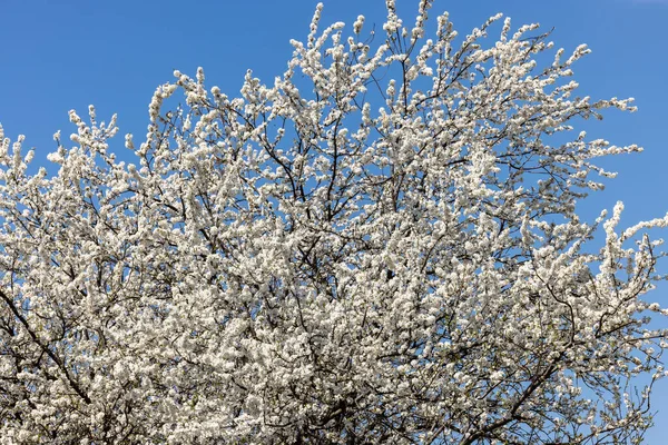 Beautifully Flowering Plum Trees Orchard — Stock Photo, Image
