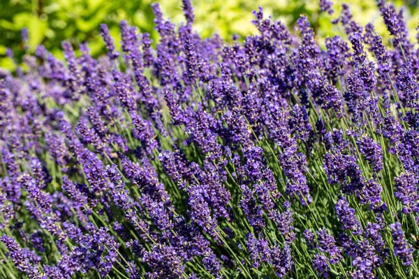 Bloeiende Lavendelbloemen Provence Nabij Sault Frankrijk — Stockfoto