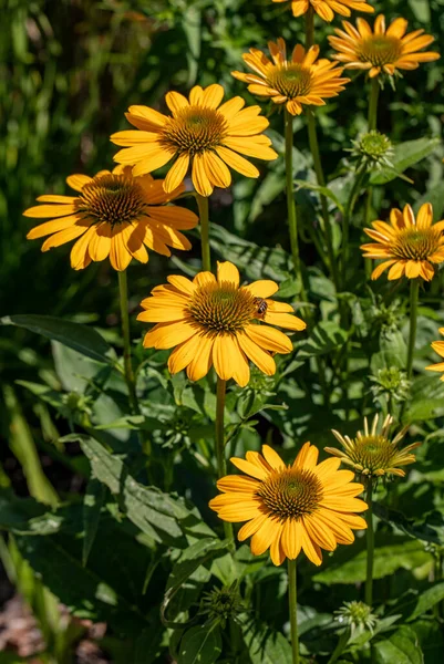 Las Flores Equinácea Hierba Que Estimula Sistema Inmunológico —  Fotos de Stock