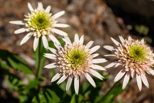 Kwiaty Echinacea Zioło Stymulujące Układ Odpornościowy — Zdjęcie stockowe