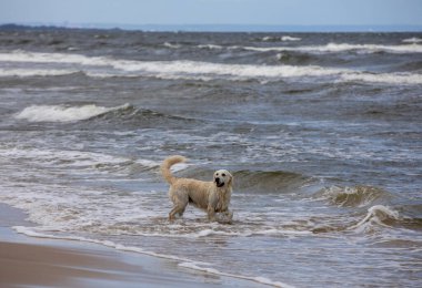 Golden Retriever sahilde suda oynuyor.
