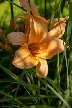 Bahçede narin taç yaprakları olan turuncu zambak çiçeği