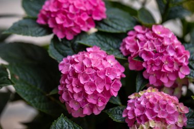  Bahçedeki güzel pembe bir ortancaya yakın çekim