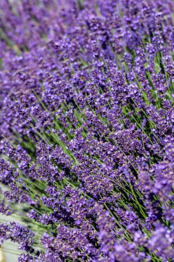  Fransa, Sault yakınlarındaki Provence 'de açan lavanta çiçekleri.