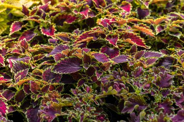 Kola çiçekli kırmızı ve yeşil yapraklı halı. Dekoratif yaprak bahçesi bitkileriyle doğa sahnesi. 