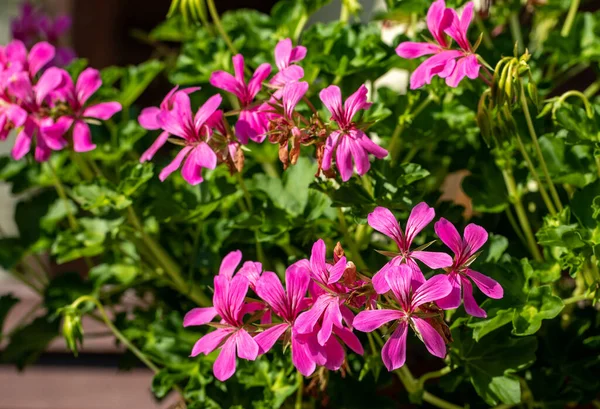 Pelargoniové Květy Běžně Známé Jako Muškáty Pelargonia Nebo Čápy Čerstvé — Stock fotografie