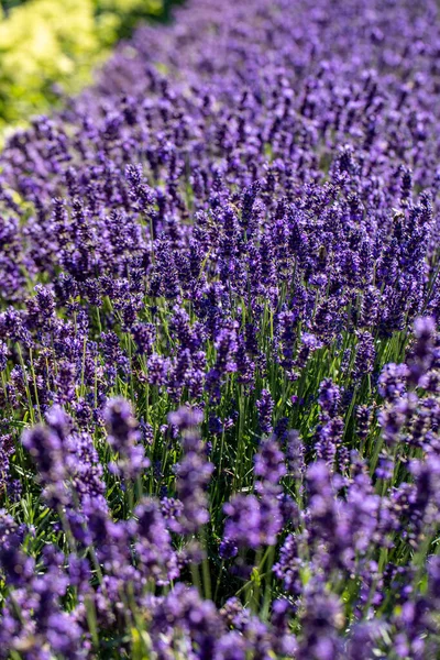 Las Flores Florecientes Lavanda Provenza Cerca Sault Francia —  Fotos de Stock