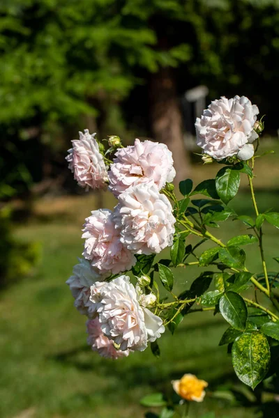 Floraison Fleurs Roses Sur Branche Dans Jardin — Photo