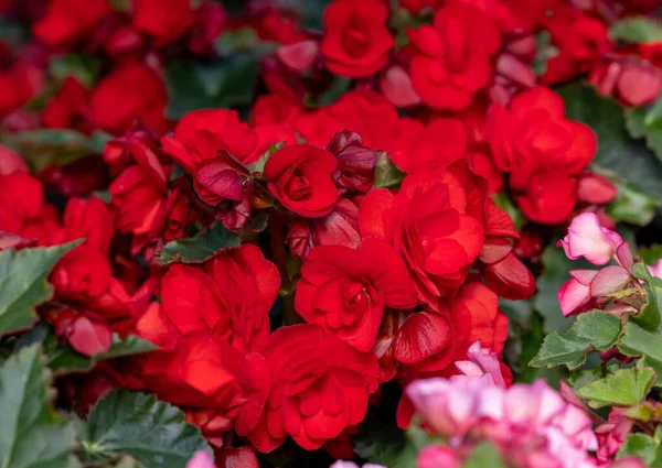 Große Rote Blüten Der Begonie Blumentopf Sommerlichen Dekorativen Garten Saisonale — Stockfoto