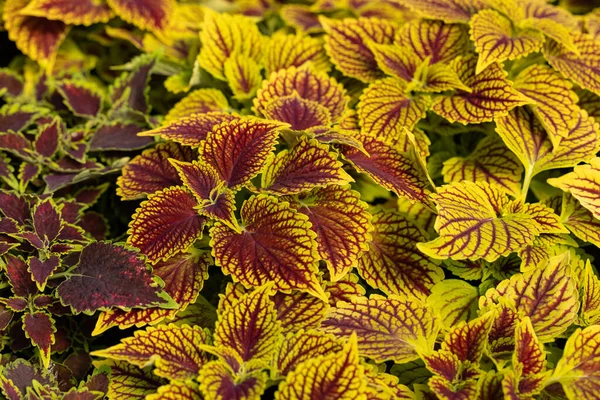 Bloemen Tapijt Van Rode Groene Bladeren Van Coleus Natuur Scene — Stockfoto