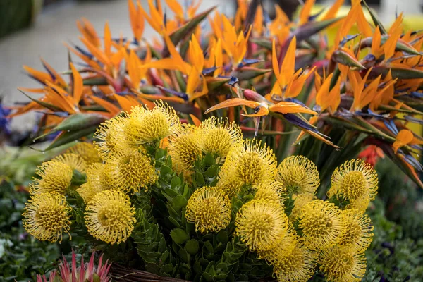 Floristische Decoratie Met Tropische Bloemen Funchal Madeira — Stockfoto