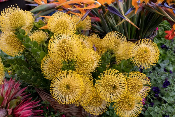 Κίτρινο Λουλούδι Των Μαξιλαριών Leucospermum Condifolium — Φωτογραφία Αρχείου