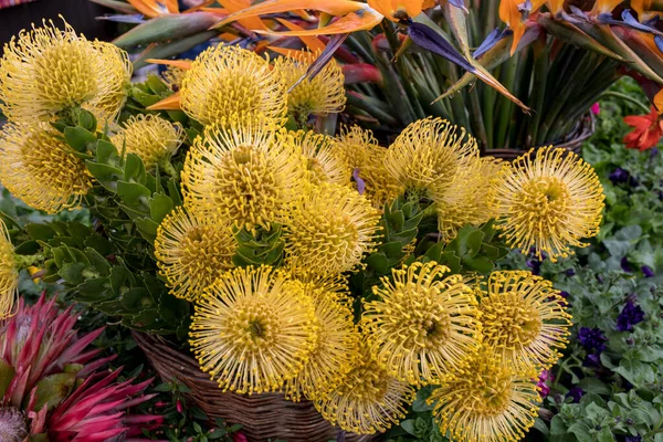 Fleur Jaune Pincushions Leucospermum Condifolium — Photo