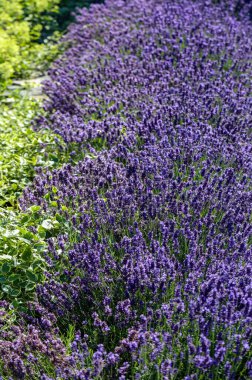  Fransa, Sault yakınlarındaki Provence 'de açan lavanta çiçekleri.