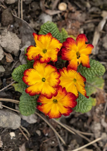 Laranja Amarelo Inglês Prímula Nome Latino Primula Polyanthus Hybrids — Fotografia de Stock