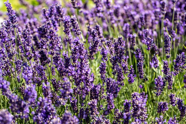 Bloeiende Lavendelbloemen Provence Nabij Sault Frankrijk — Stockfoto