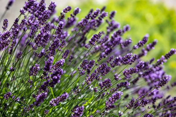 Bloeiende Lavendelbloemen Provence Nabij Sault Frankrijk — Stockfoto