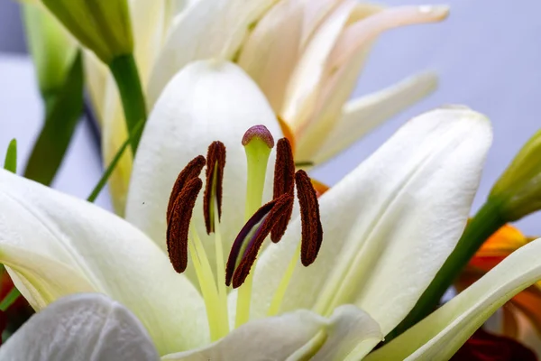 Ein Schöner Strauß Weißer Lilienblüten — Stockfoto