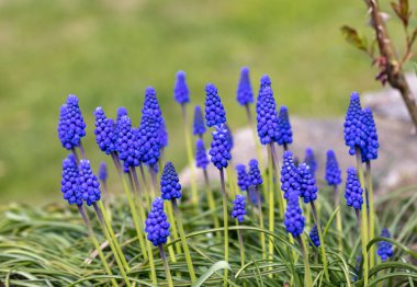 Üzüm Sümlü Muscari Ermenistan Baharın Başında Çiçek Açar. 