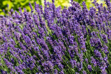  Fransa, Sault yakınlarındaki Provence 'de açan lavanta çiçekleri.