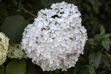  Bahçedeki güzel beyaz bir ortancaya yakın çekim