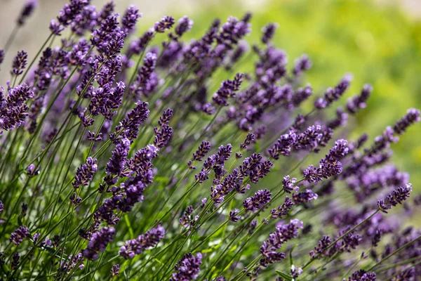 Bloeiende Lavendelbloemen Provence Nabij Sault Frankrijk — Stockfoto