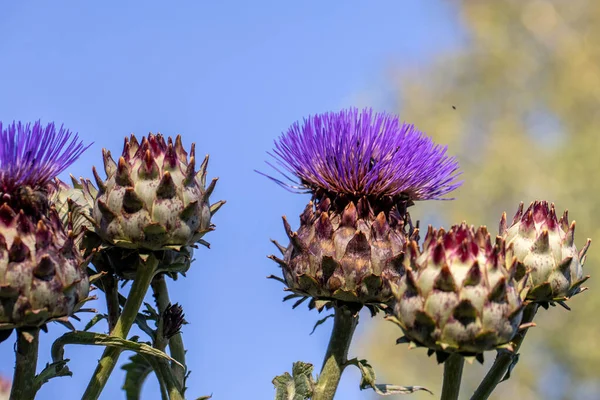 Cardoon Flowers Buds Garden Blue Sky — Stock Photo, Image