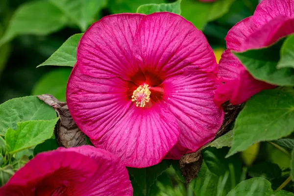 Cabeza Floreciente Hibisco Rosado Jardín —  Fotos de Stock