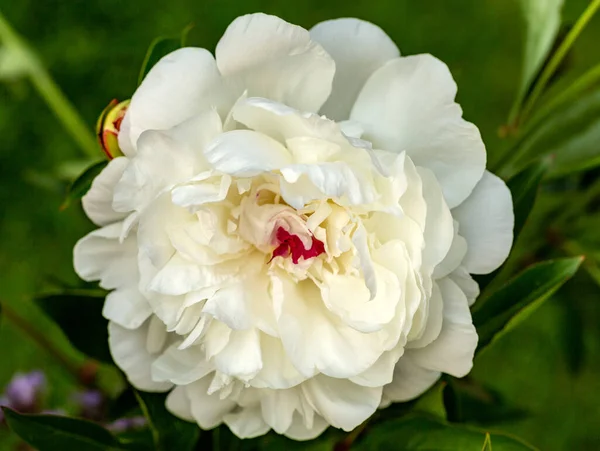 庭の白い牡丹の花の芽 — ストック写真