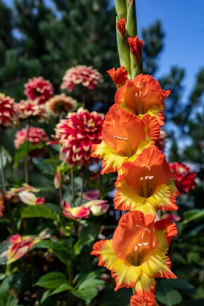 Cabeça Flor Gladiolus Jardim Verão — Fotografia de Stock