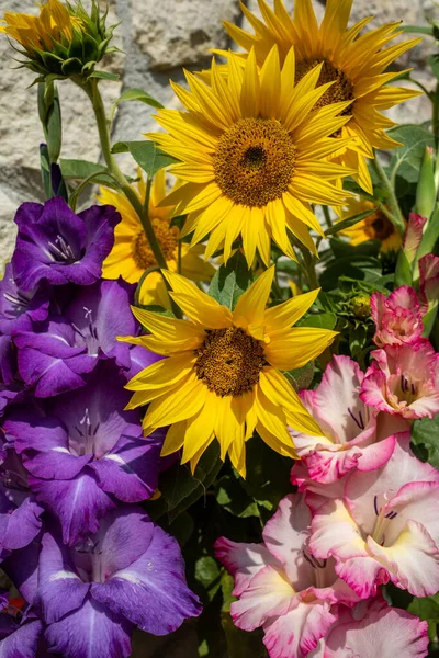 Blühende Sonnenblumen Und Bunte Gladiolen Vor Dem Hintergrund Einer Kalksteinmauer — Stockfoto